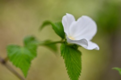 ４弁の白い花