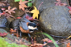 落ち葉の流れで