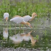 初夏の田に