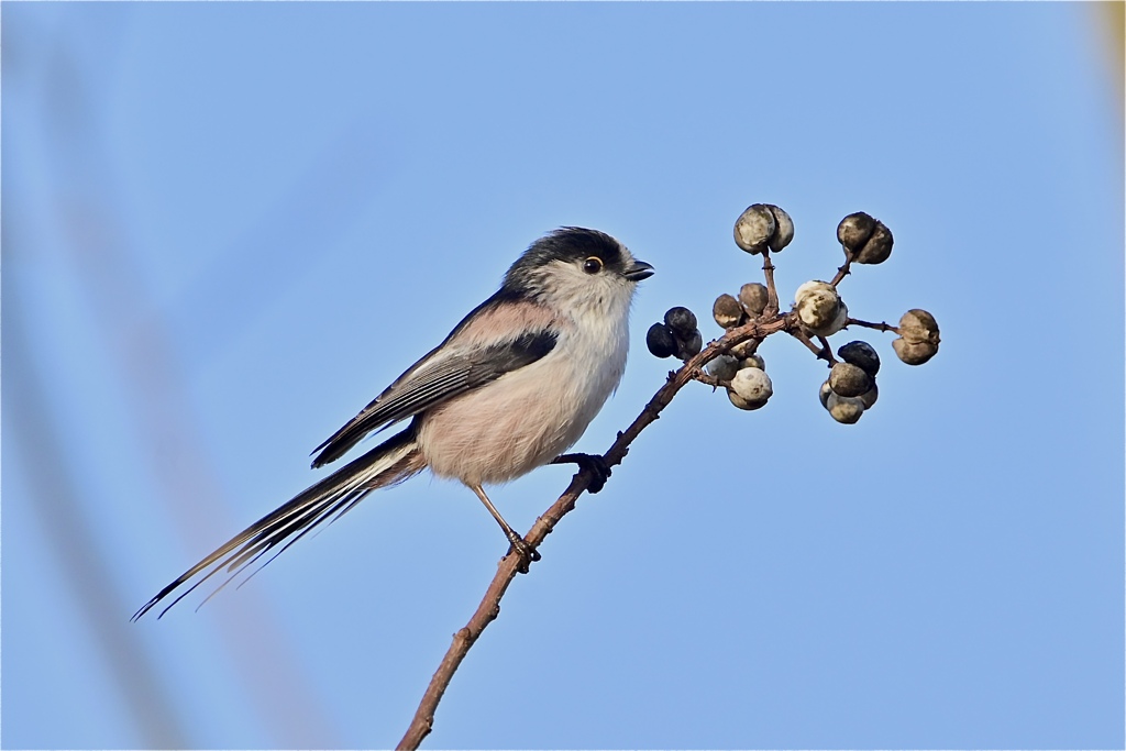ハートの実、みっけ