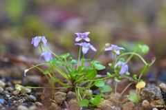 小さき花