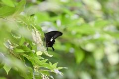 リョウブの花咲く頃