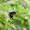 リョウブの花咲く頃