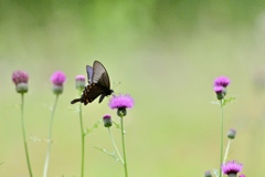 アザミの花に