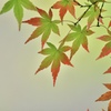 紅葉