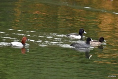 冬鳥の飛来