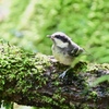かわいいな♪