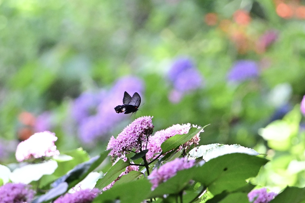 この花が好き♪