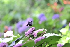 この花が好き♪