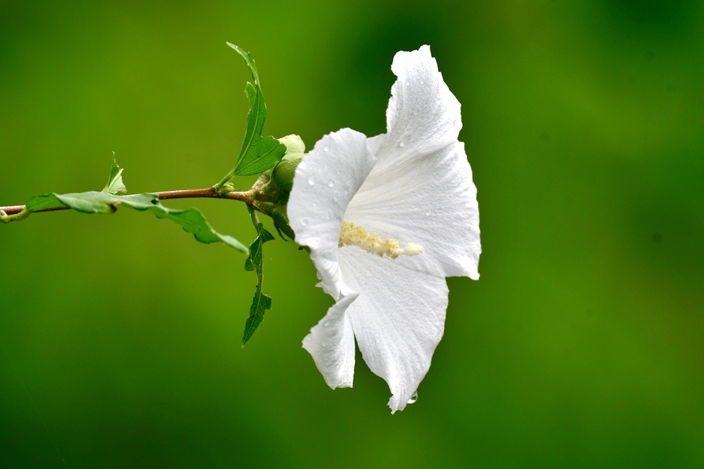 夏の花