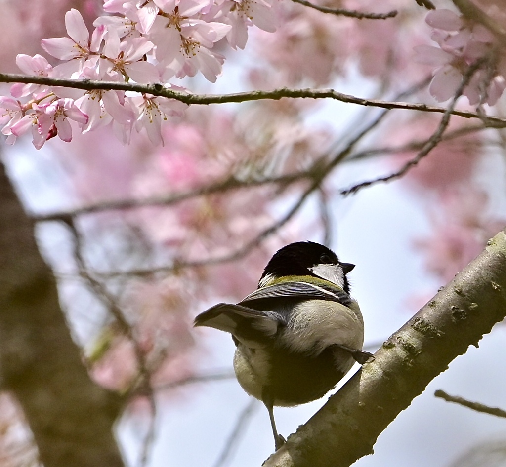 きれいだなぁ〜