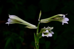 木陰に咲いて