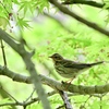 新緑の森に