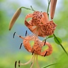 夏本番