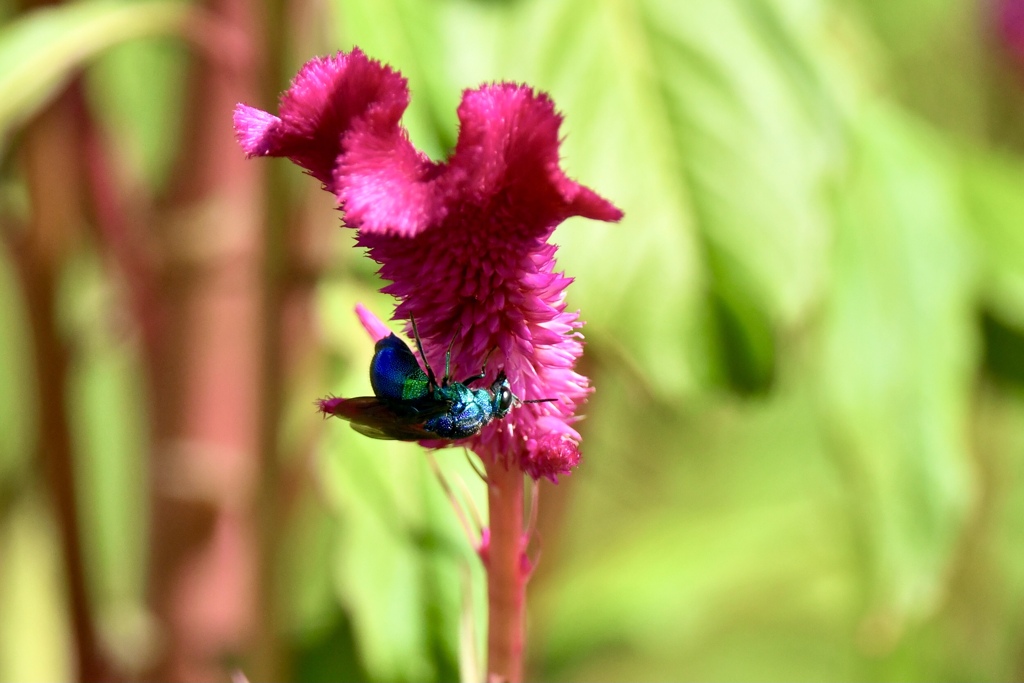 碧緑色の蜂