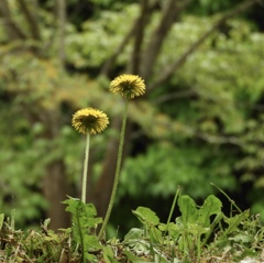 だぁれも　いない