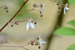 可憐な花