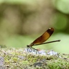森の昆虫  Ⅰ