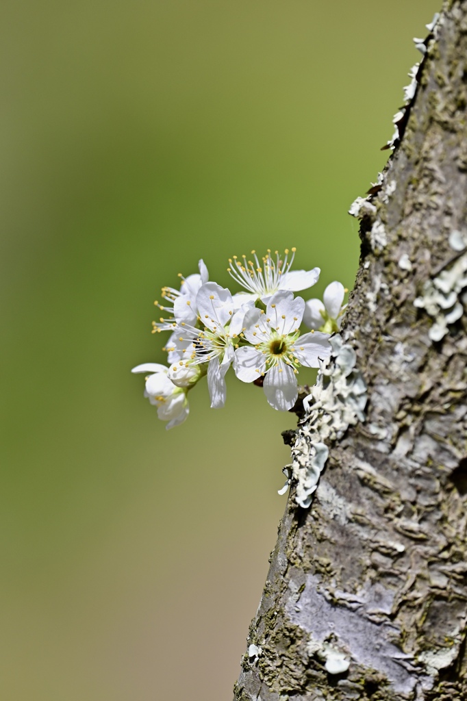 胴吹きの花