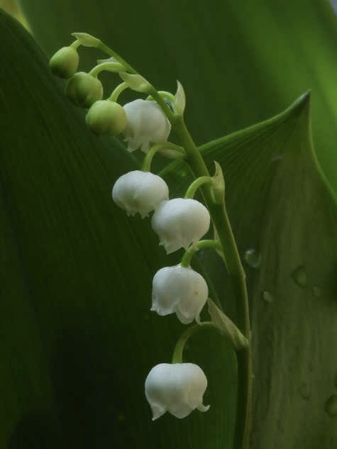 庭に咲く白い花