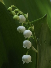 庭に咲く白い花