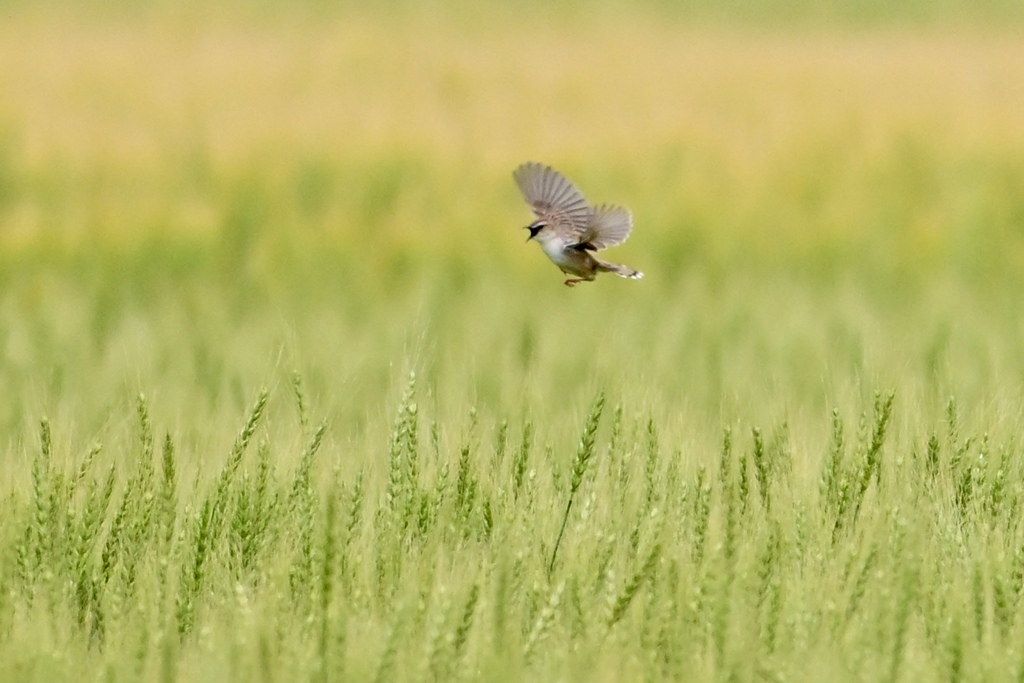 麦畑を飛ぶ