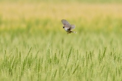 麦畑を飛ぶ