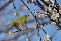 梅の花大好き～♪