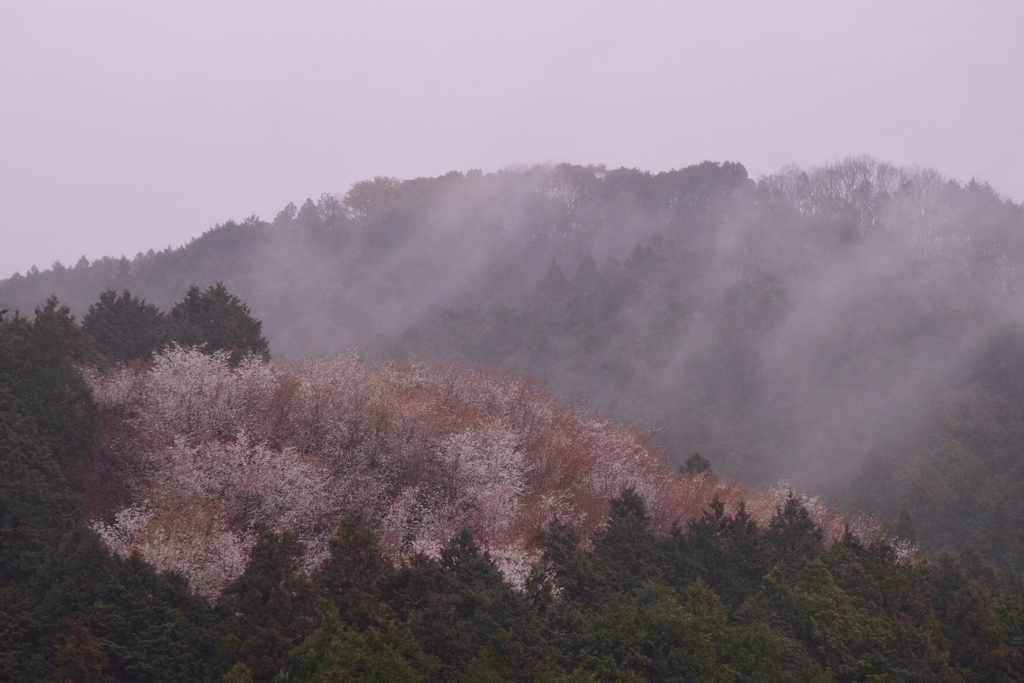 雨の赤村で