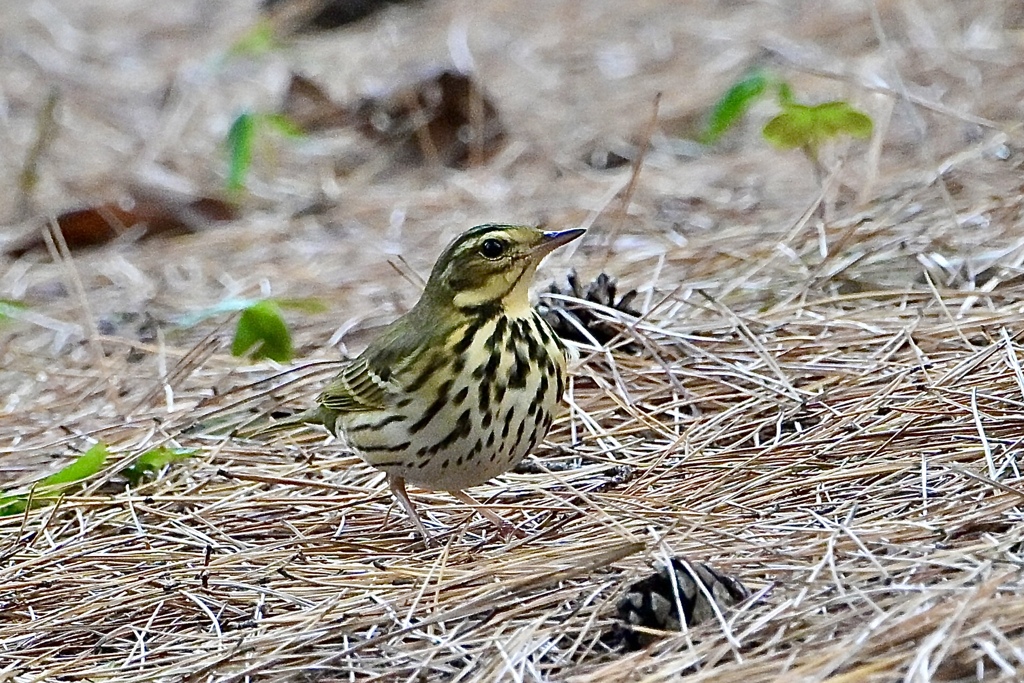 松林のビンズイ