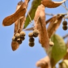 菩提樹の果実
