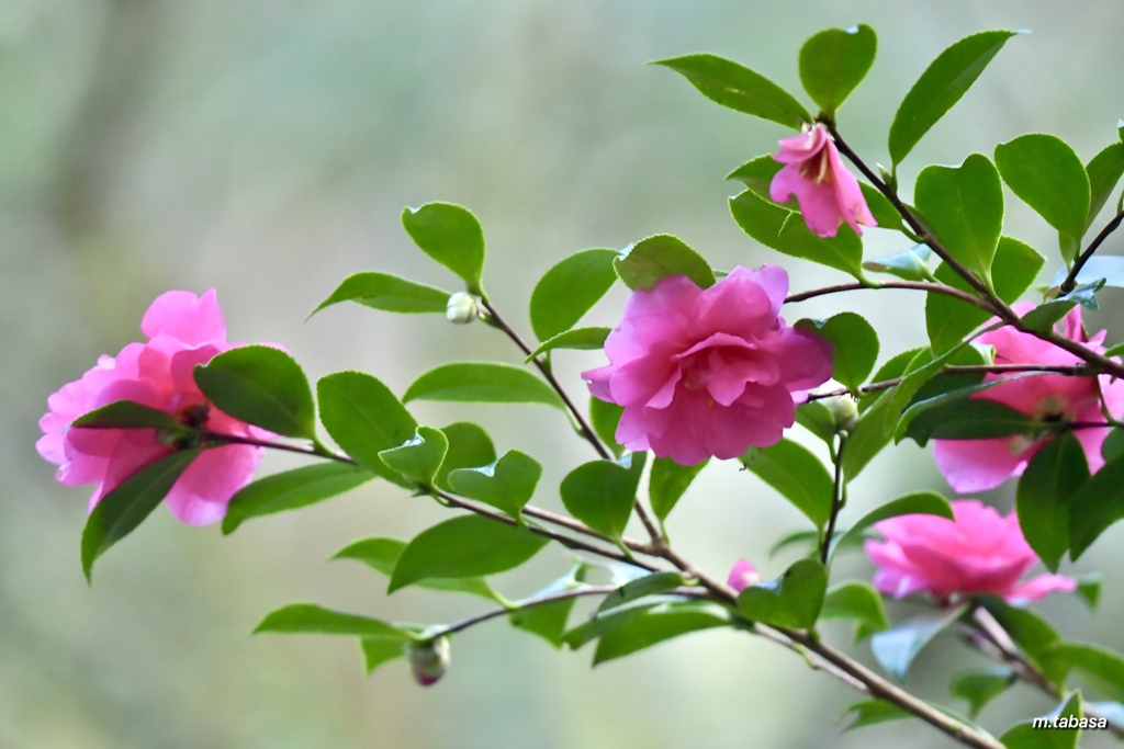 山茶花ちらほら