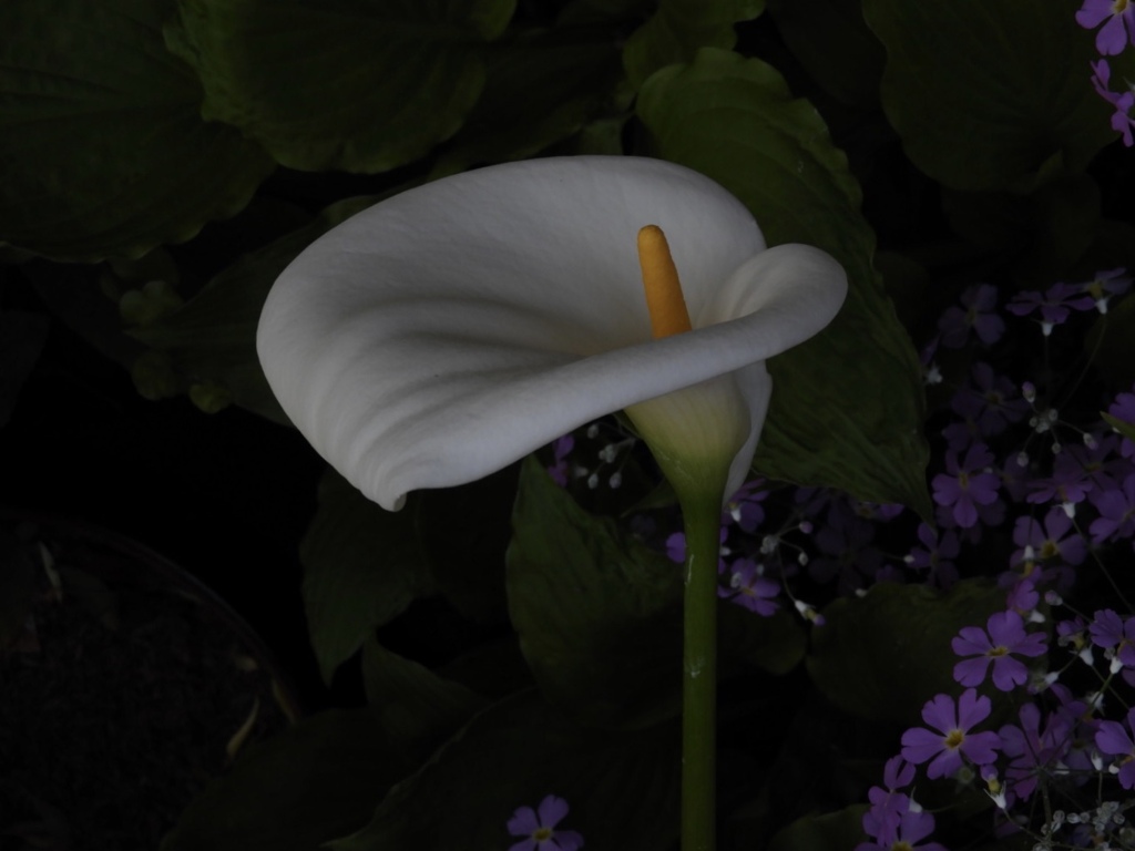 庭に咲く白い花　⓸