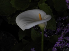 庭に咲く白い花　⓸