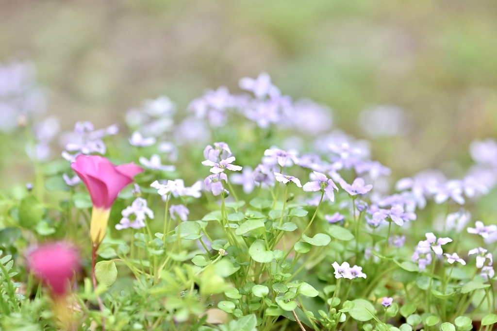 ヒメムラサキハナナ