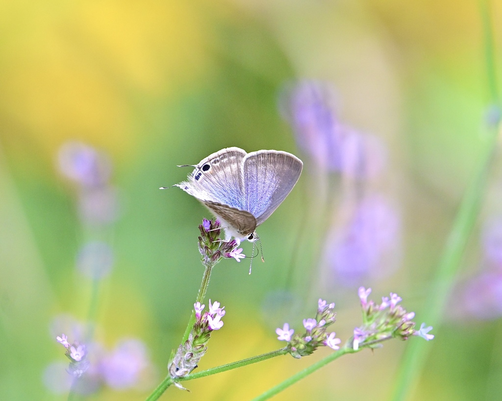 野の花に包まれて