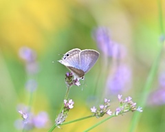 野の花に包まれて