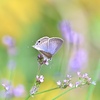 野の花に包まれて