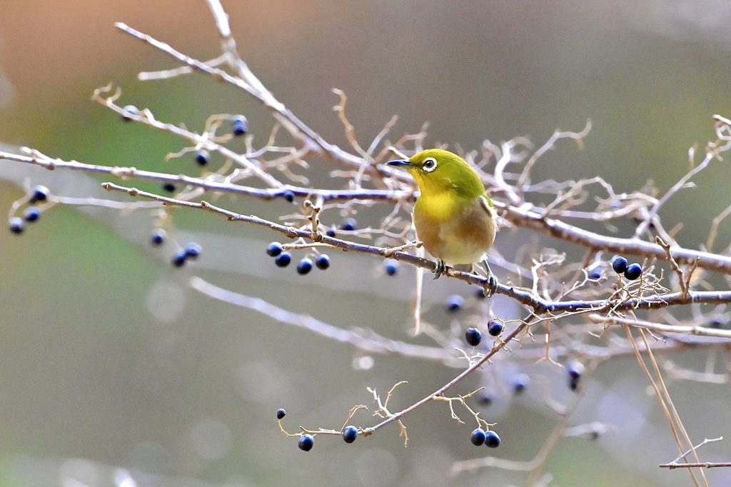 どれにしようかな