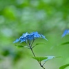 涼しげに