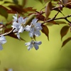 山桜咲く