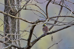 公園の鳥たち Ⅰ