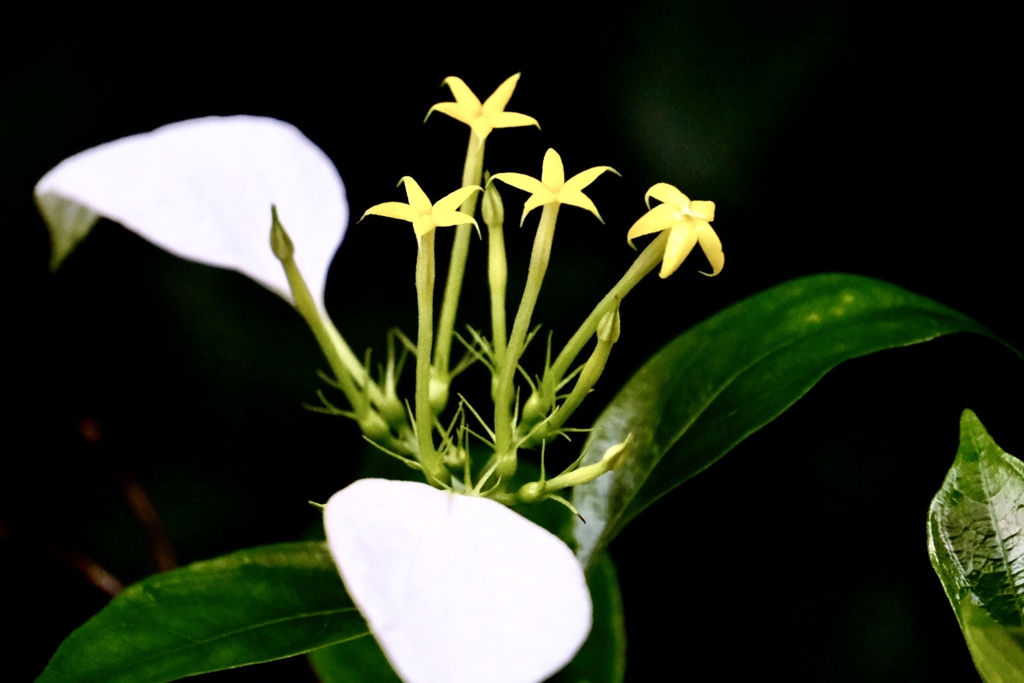 ハンカチの花