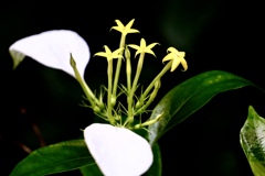 ハンカチの花