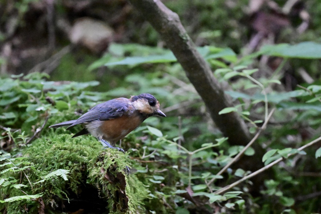 森の野鳥たち Ⅳ