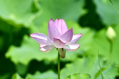 淡く咲いて