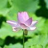 淡く咲いて
