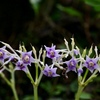 星形の花