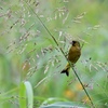 河川敷のカワラヒワさん