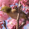 春は進む 3